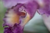 Flowers Abstract 