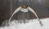 Buse  paulettes - Red-shouldered Hawk- ORIGINAL pour une meilleure qualit