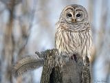 Chouette raye - Barred Owl vs cureuil gris