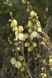 Paw paw plant
