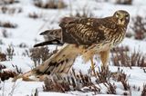 Harrier stares by rabbit prey in snow