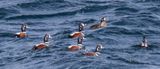 Harlequin ducks following female