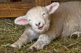 Young Lamb stretches.jpg
