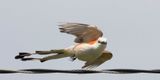 Scissor-tailed Flycatcher taking off from wire