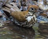 Woood Thrush bathing