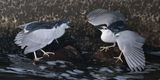 Black-cr Night Herons arguing in tunnel.jpg