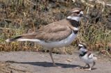 Kildeer yells in front of mom.jpg