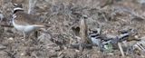 Kildeer triplets watch mom walk away.jpg