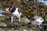 Oystercatcher baby runs to get snail from mom.jpg