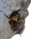 Tree Swallow siblings open mouths in hole.jpg