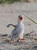 Least Tern chick runs and yells.jpg