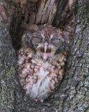 Screech Owl molting yawns.jpg