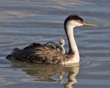 Western Grebe, 3 babies, 1 facing.jpg