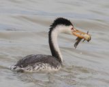 Clarks Grebe with catfish.jpg