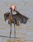 Reddish Egret, messy hairdo.jpg
