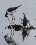 Black-necked Stilts, one tries out nest.jpg