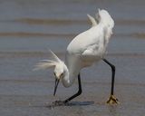 Snowy Egret leans forward fishing.jpg