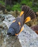 American Redstart about to bathe.jpg