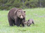 Obsidian Bear and her cubs