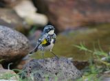 Yellow-rump Warbler