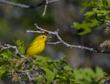 Yellow Warbler with insects