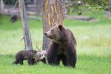 Obsidian Bear and two cubs
