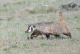 Badger on the hunt