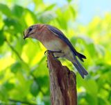 Bluebird with Mayfly