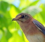 Bluebird with Mayfly