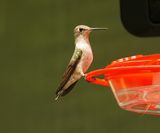 DSC09509 hummer 5.7.23.JPG