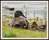 Mallard & Baby 5.8.23 Shutes Branch1