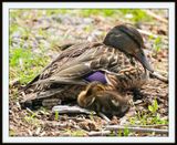 Mallard & Baby 5.8.23 Shutes Branch