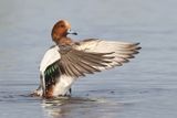 Eurasian Wigeon - Anas penelope (Smient)