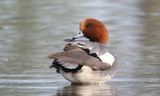 Eurasian Wigeon - Anas penelope (Smient)