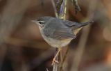 Dusky warbler - Phylloscopus fuscatus (Bruine Boszanger)