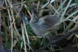 Dusky warbler - Phylloscopus fuscatus (Bruine Boszanger)