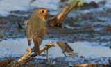 European Robin - Erithacus rubecula (Roodborst)
