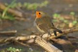 European Robin - Erithacus rubecula (Roodborst)