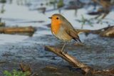 European Robin - Erithacus rubecula (Roodborst)