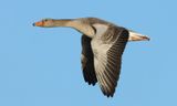 Greylag Goose - Anser anser (Grauwe Gans)