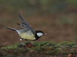 Great Tit - Parus major (Koolmees)