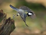 Great Tit - Parus major (Koolmees)