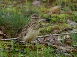 Woodlark - Lullula arborea (Boomleeuwerik)