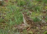 Woodlark - Lullula arborea (Boomleeuwerik)