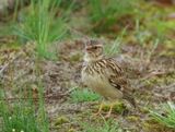 Woodlark - Lullula arborea (Boomleeuwerik)