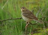 Tree Pipit - Anthus trivialis (Boompieper)