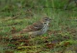 Tree Pipit - Anthus trivialis (Boompieper)