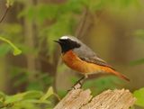 Common Redstart - Phoenicurus phoenicurus (Gekraagde Roodstaart)