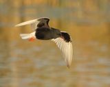 White-winged Tern - Chlidonias leucopterus (Witvleugelstern)