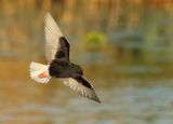 White-winged Tern - Chlidonias leucopterus 